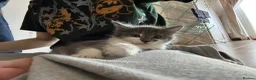 Mixed Breed cats for sale: Sweet boy ready to find his home - Advert 8
