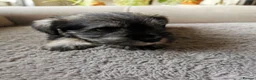 Miniature Schnauzer dogs for sale: Miniature Schnauzer puppies  in Kirkcaldy - Advert 9