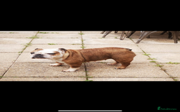 English Bulldog dogs for sale: Dolly  - Image 6