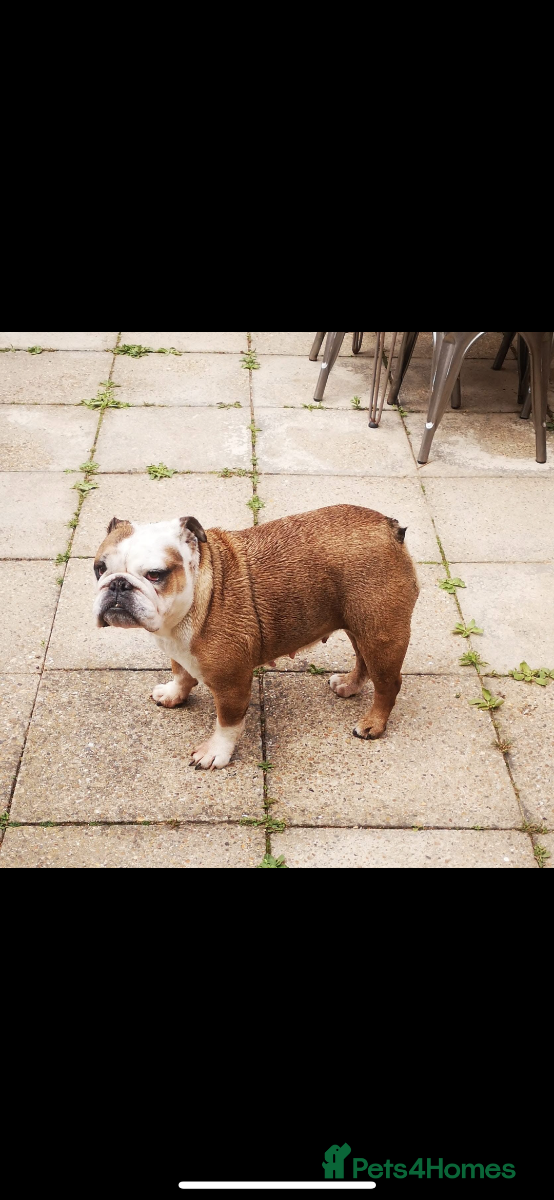 English Bulldog dogs for sale: Dolly  - Image 6