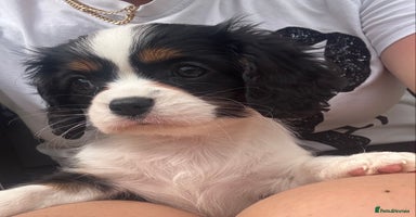 Cavalier King Charles Spaniel dogs - Advert 2
