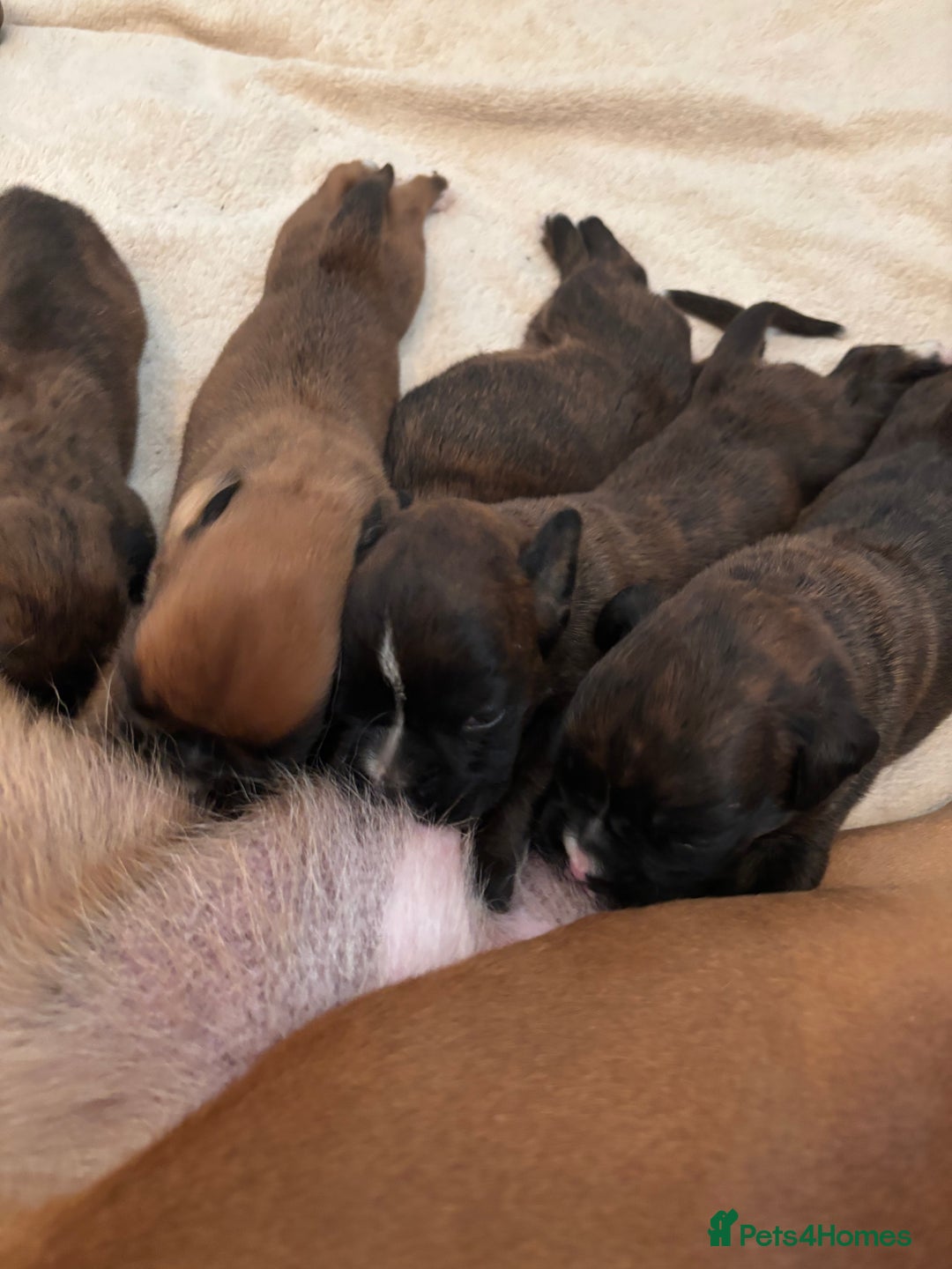 Boxer dogs for sale: KC registered boxer puppies  - Advert 13