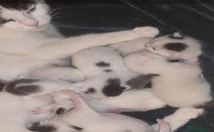 Mixed Breed cats - Advert 5