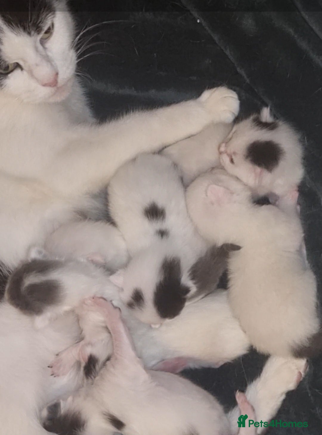 Mixed Breed cats for sale: Beautiful kittens for sale  - Image 1