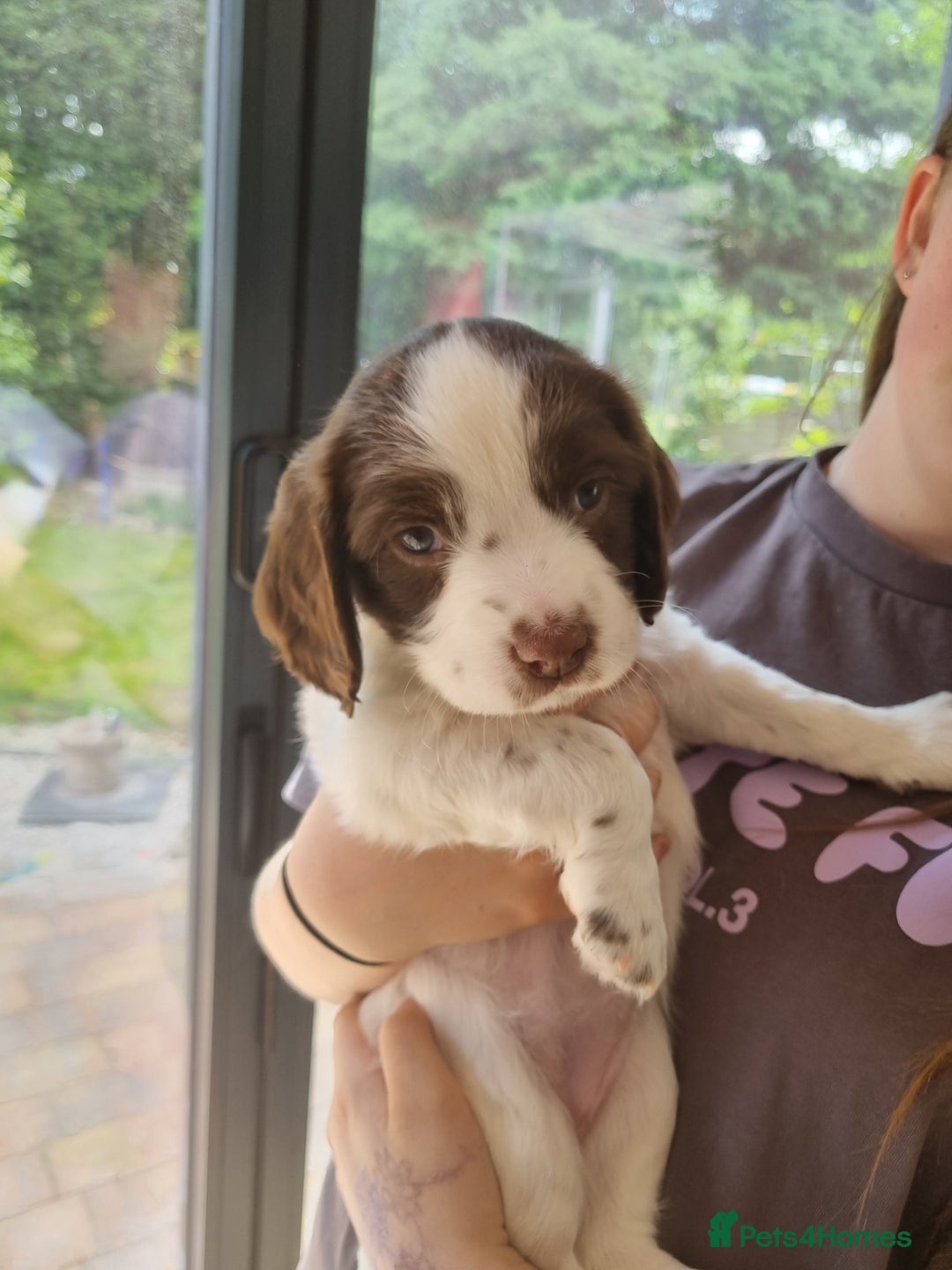 English Springer Spaniel dogs for sale: English springer spaniel puppies  - Image 6