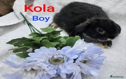 Mini Lop rabbits for sale: 3 Beautiful Baby Mini Lops - Image 5
