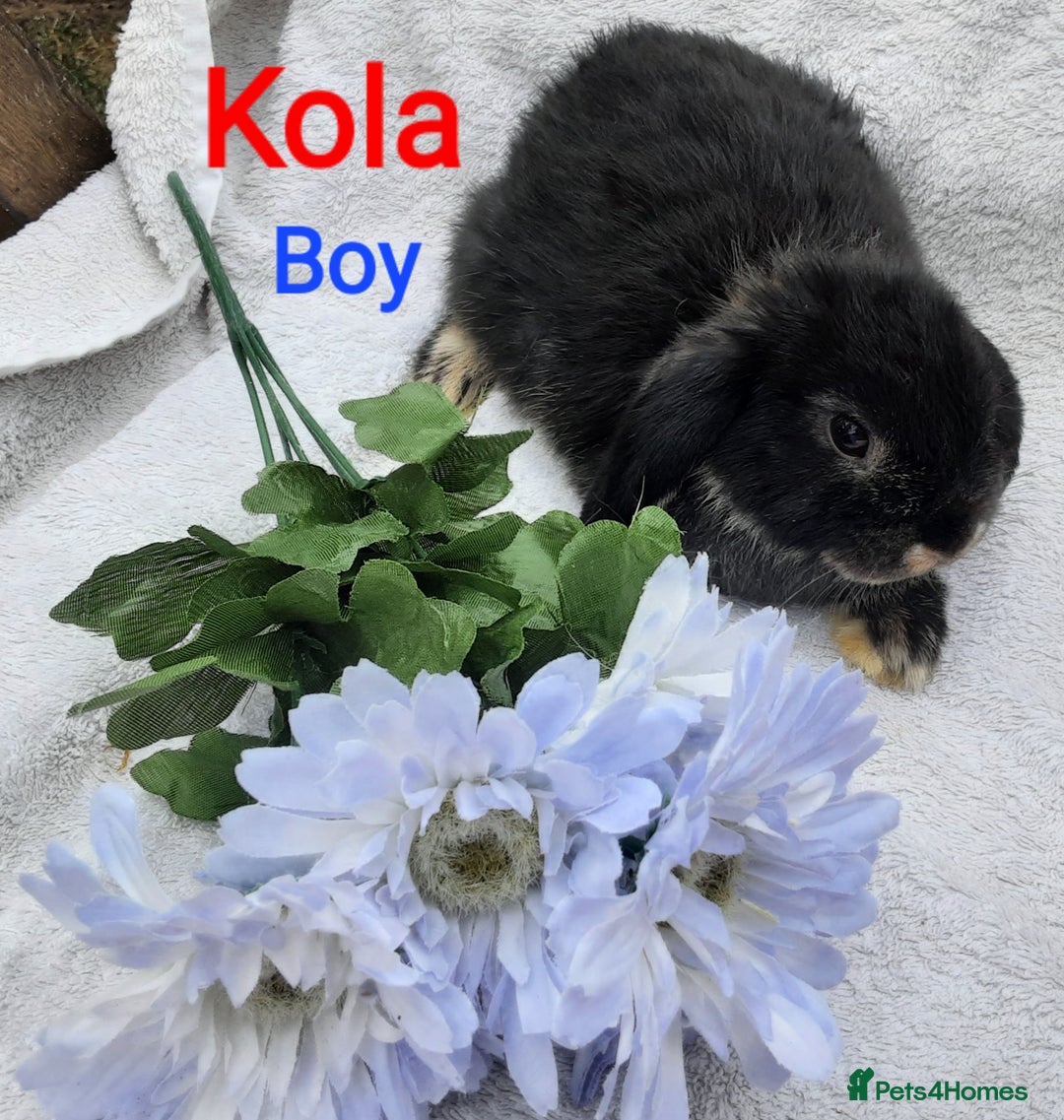 Mini Lop rabbits for sale: 3 Beautiful Baby Mini Lops - Image 5
