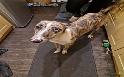 Mixed Breed dogs for sale: 4 year old Male Lurcher cross Collie Greyhound - Image 4