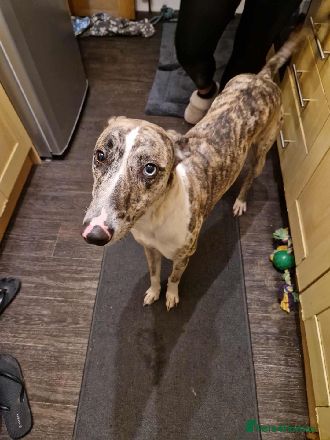 Mixed Breed dogs for sale: 4 year old Male Lurcher cross Collie Greyhound - Image 4