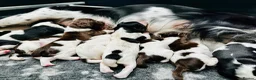 English Springer Spaniel dogs for sale: KC Registered English Springer Spaniel Puppies - Advert 5