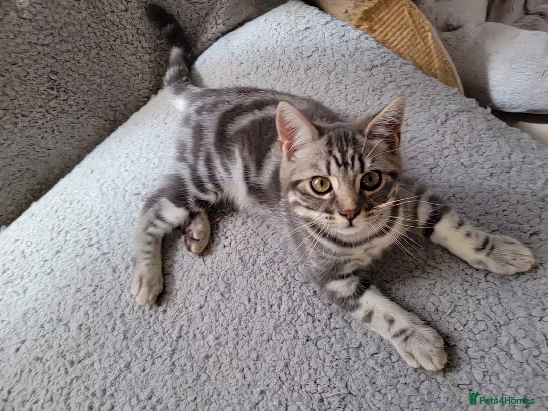 British Shorthair cats for sale: Ready to collect, British Shorthair Silver Tabby in Rochester - Image 7