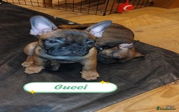 French Bulldog dogs for sale: 🌟 Beautiful French Bulldog Puppies  - Advert 17