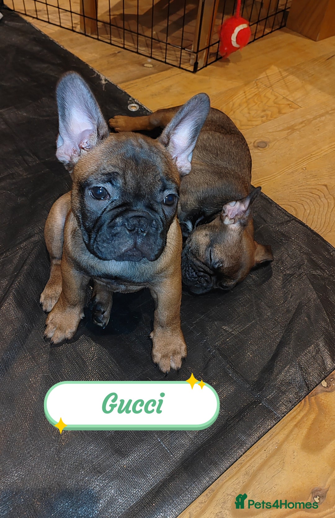 French Bulldog dogs for sale: 🌟 Beautiful French Bulldog Puppies  - Advert 17