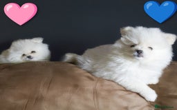 Pomeranian dogs for sale: ☁️RARE SOLID WHITE POMERANIANS ☁️ - Image 3