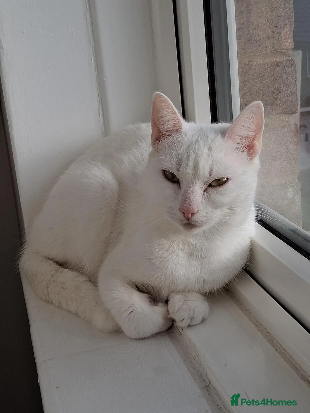 Mixed Breed cats for sale: Beautiful Russian White Girl Cat, 3 Years Old - Advert 4