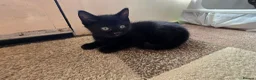 Mixed Breed cats for sale: Gorgeous litter almost ready to go. - Advert 7
