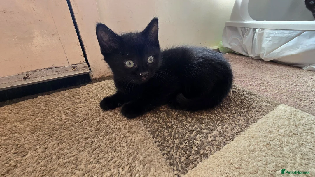 Mixed Breed cats for sale: Gorgeous kittens ready now! - Advert 13