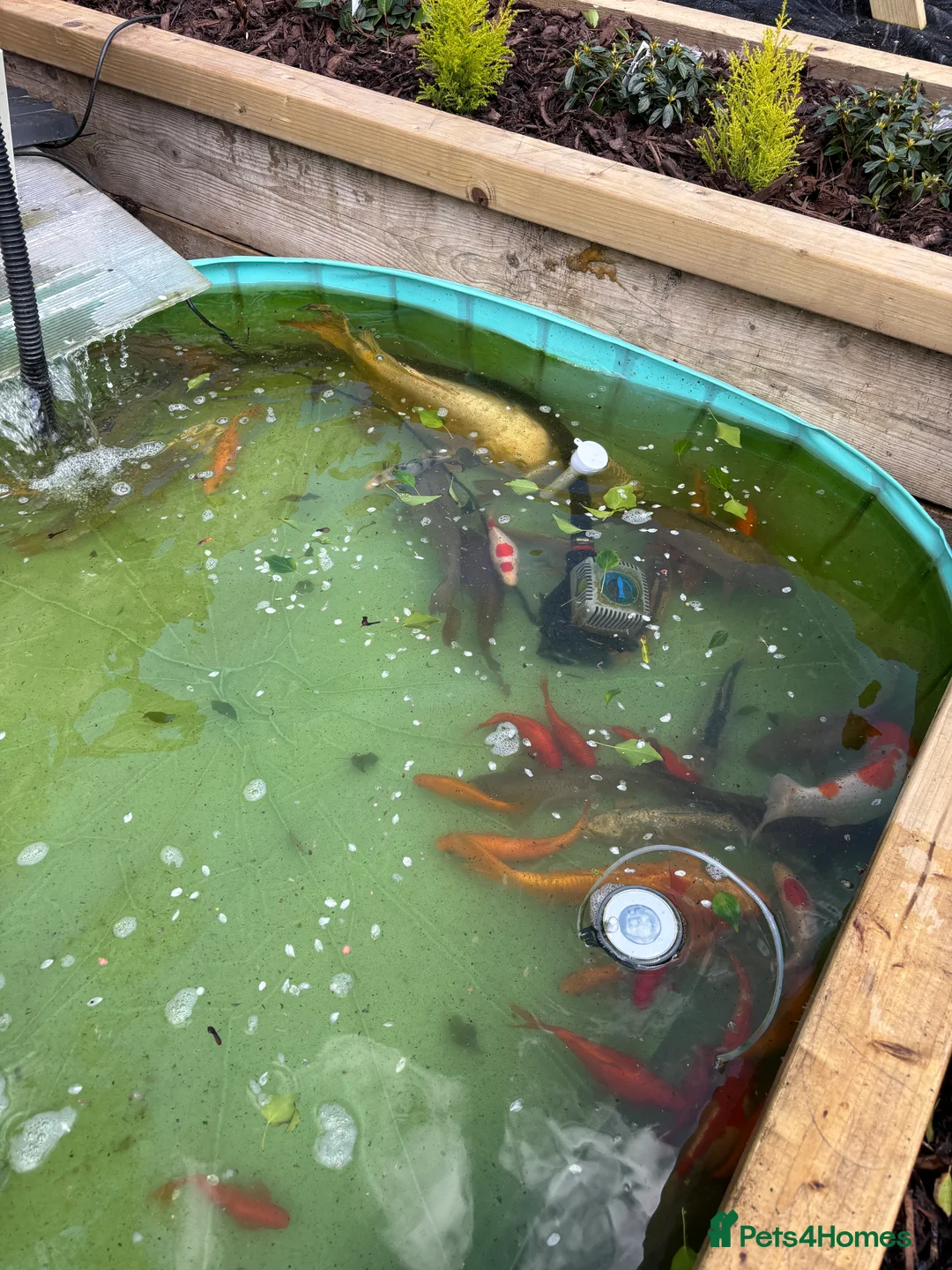 Other/Mixed Breed fish for sale: Mixed pond fish - Advert 1