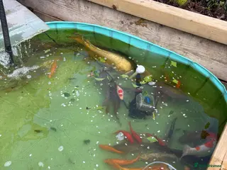 Other/Mixed Breed fish Mixed pond fish - Advert 1