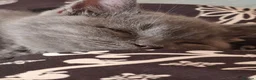 British Shorthair cats for sale: British B.S.H. 3 boys for sale - Advert 27