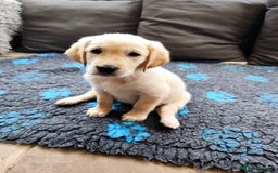 Golden Retriever dogs for sale: Gentle and loving Golden Retriever puppiess  - Image 16