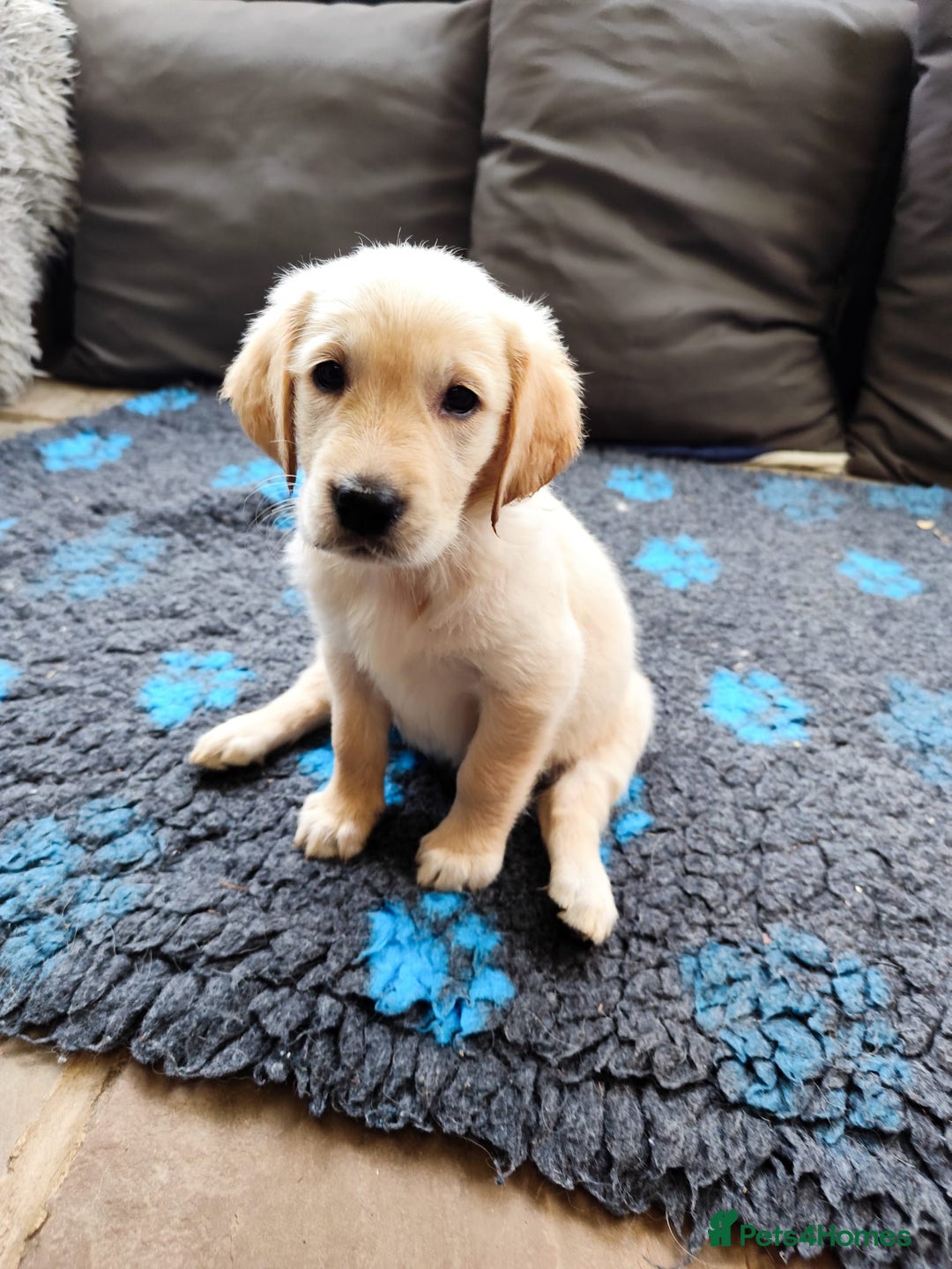 Golden Retriever dogs for sale: Gentle and loving Golden Retriever puppiess  - Image 16