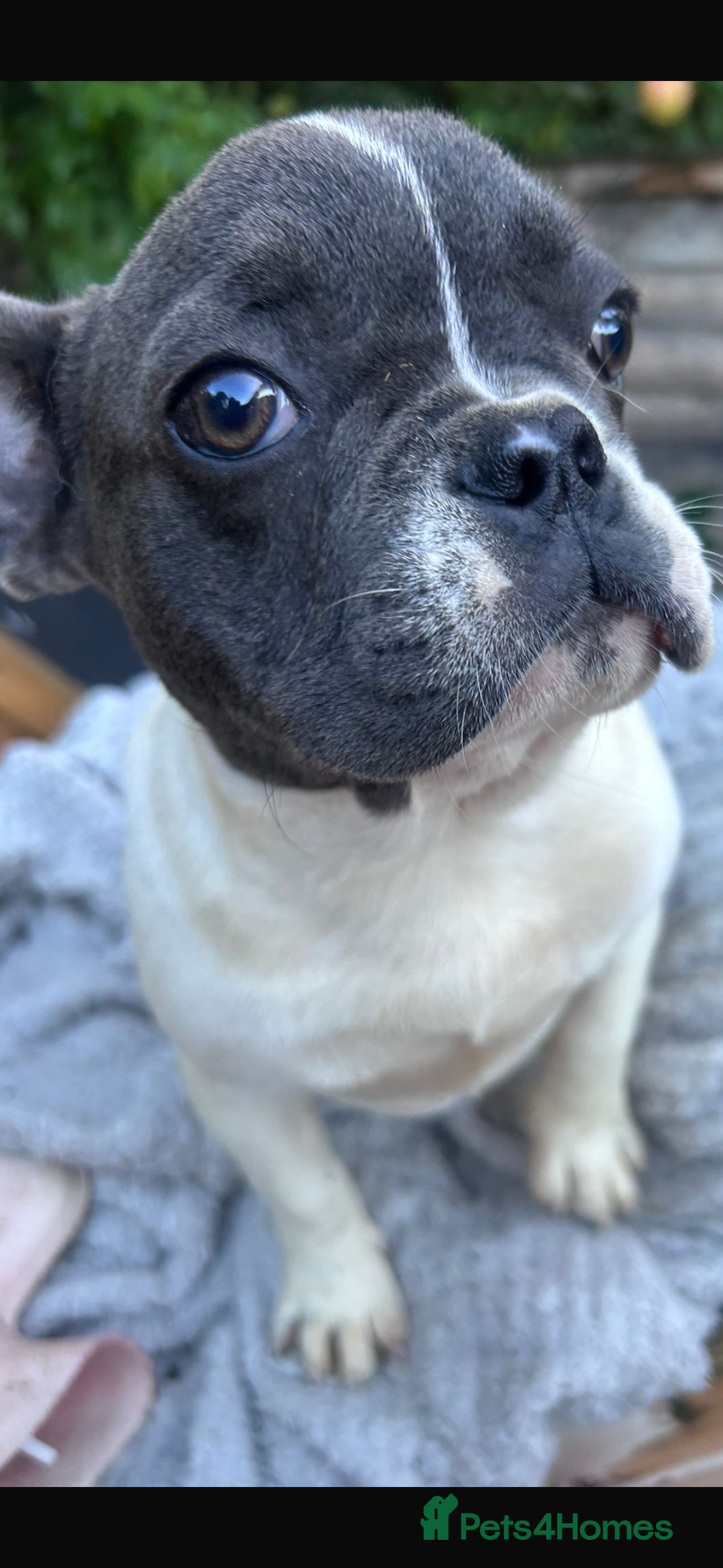 French Bulldog dogs for sale: Two male French bulldogs for sale - Image 5