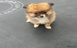 Pomeranian dogs for sale: Pomeranian puppies  - Image 7