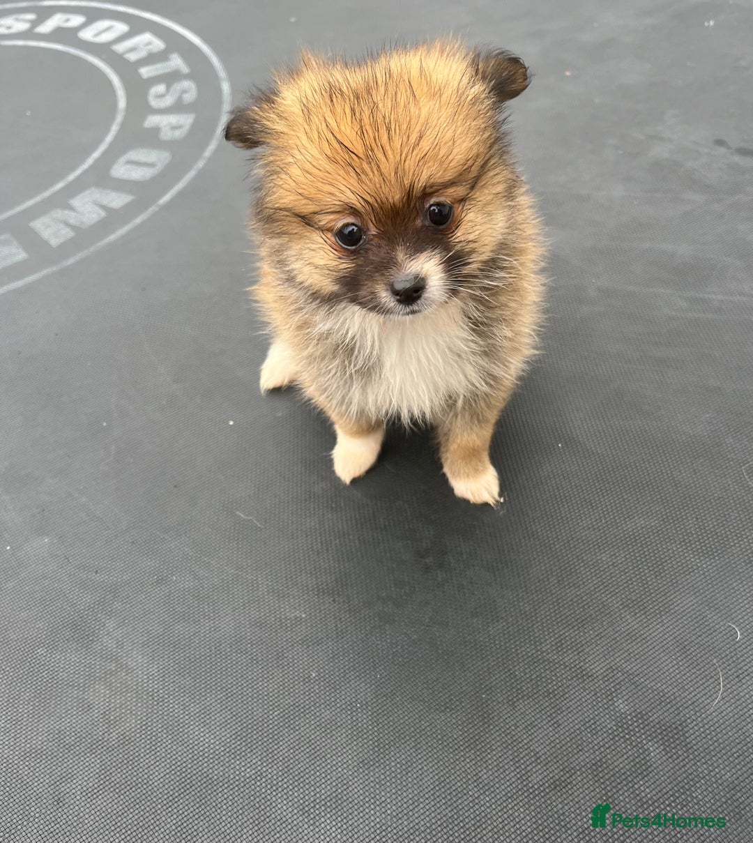 Pomeranian dogs for sale: Pomeranian puppies  - Image 7