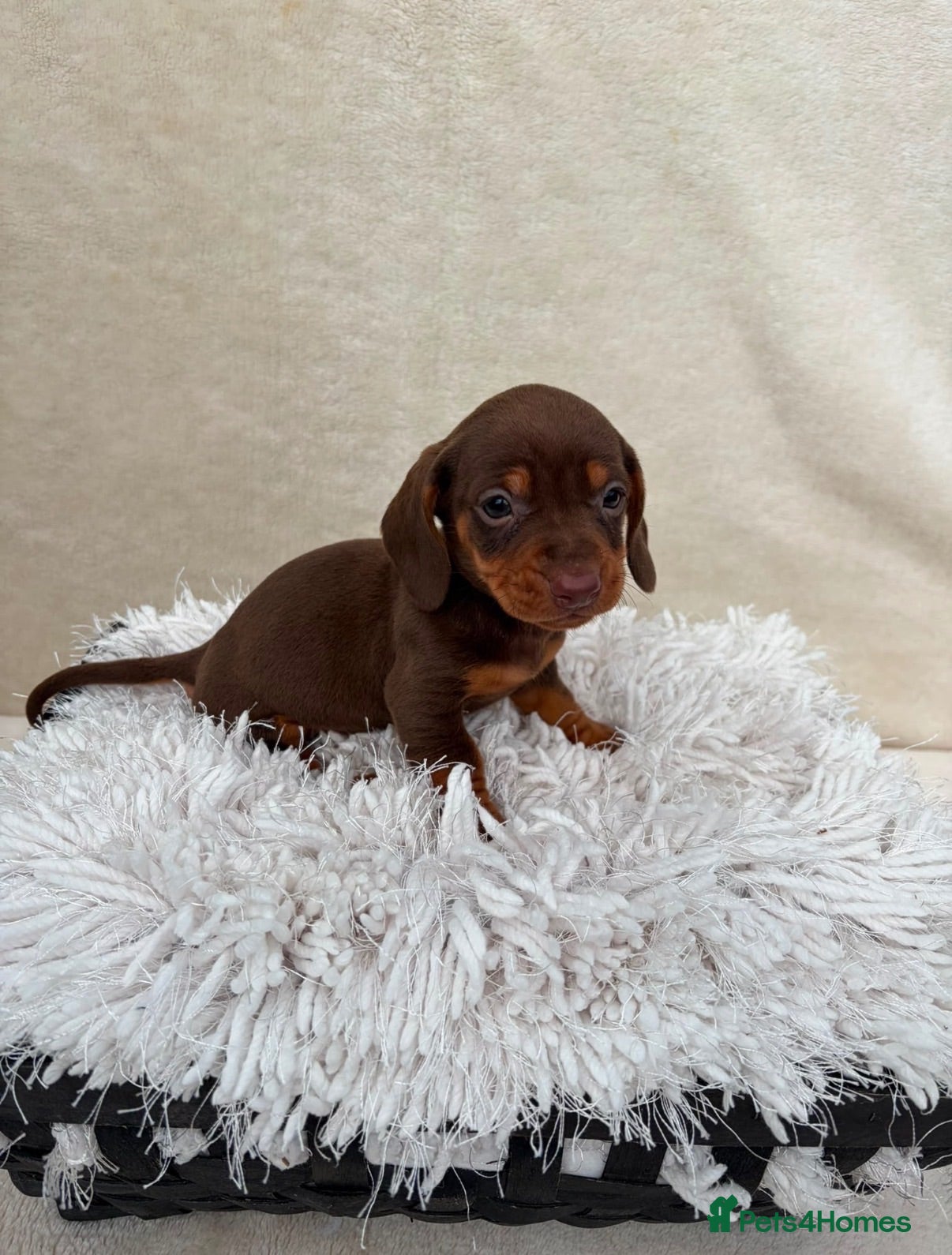 Miniature Dachshund dogs Dachshund 4 Boys available  - Advert 1