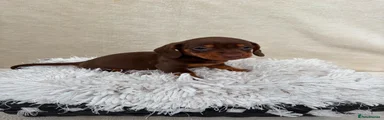 Miniature Dachshund 1