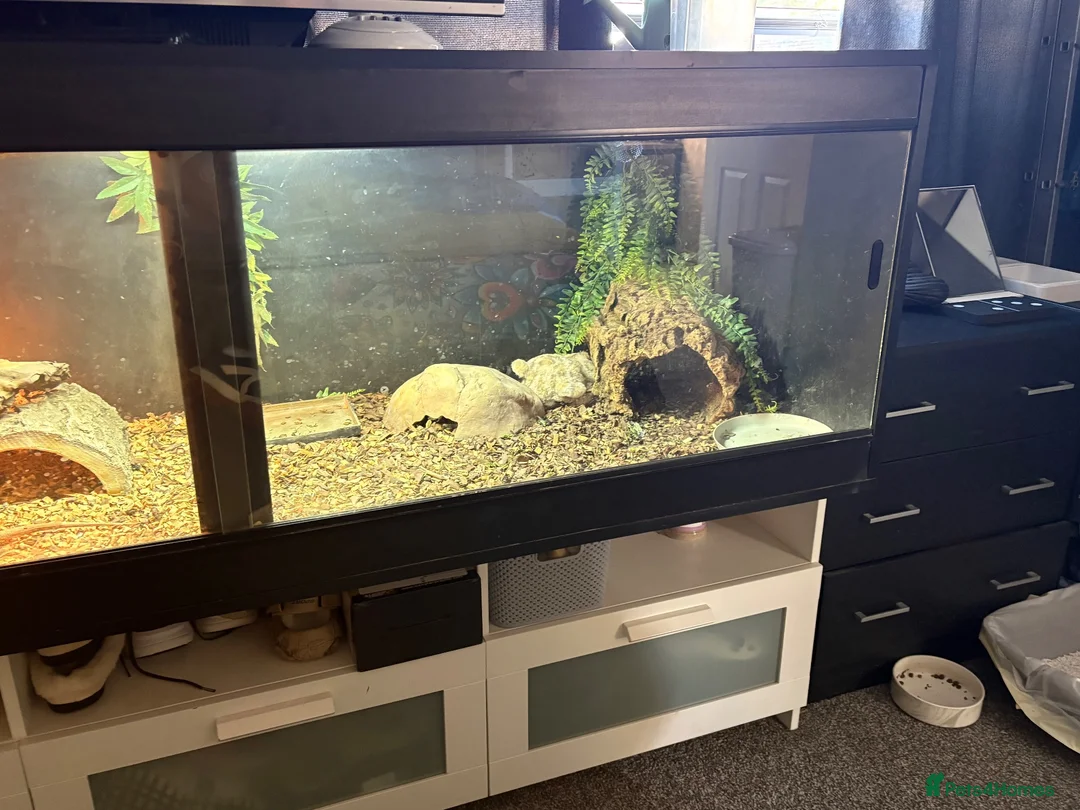 Bearded Dragon reptiles for sale: White bearded dragon  in Swindon - Advert 4