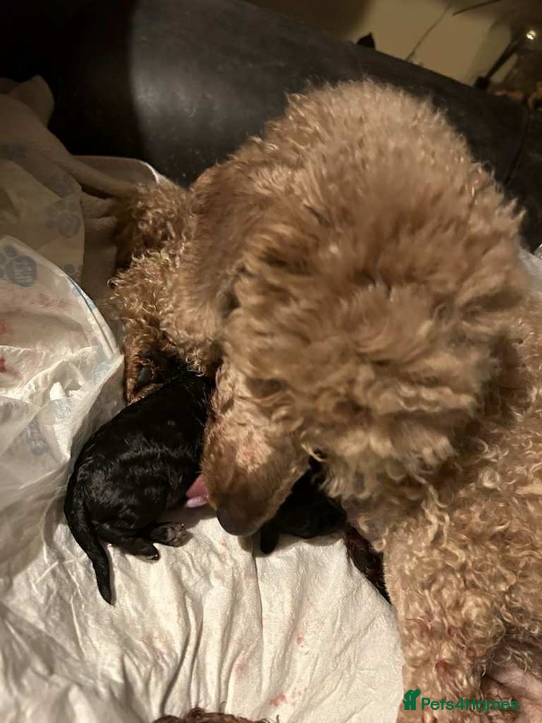 Mixed Breed dogs for sale: Miniature x Toy poodle puppies - Advert 3