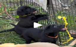 Labrador Retriever dogs for sale: Black Labrador Retriever Pups - Image 7