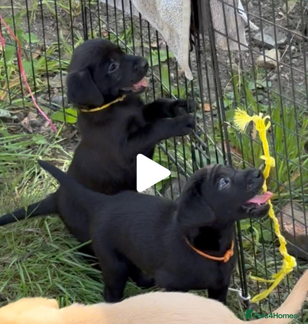 Labrador Retriever dogs for sale: Black Labrador Retriever Pups - Image 7