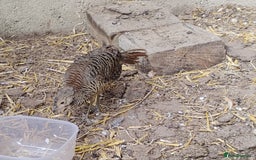 Pheasants poultry for sale: 4 Golden Pheasants and One Silver - Image 7