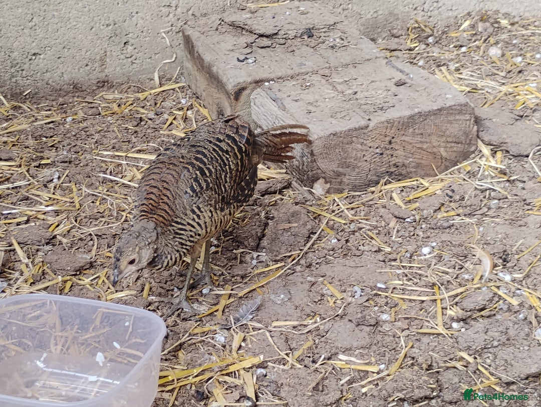 Pheasants poultry for sale: 4 Golden Pheasants and One Silver - Image 7