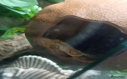 Gecko reptiles for sale: Part pinstripe harlequin female with full setup - Image 5
