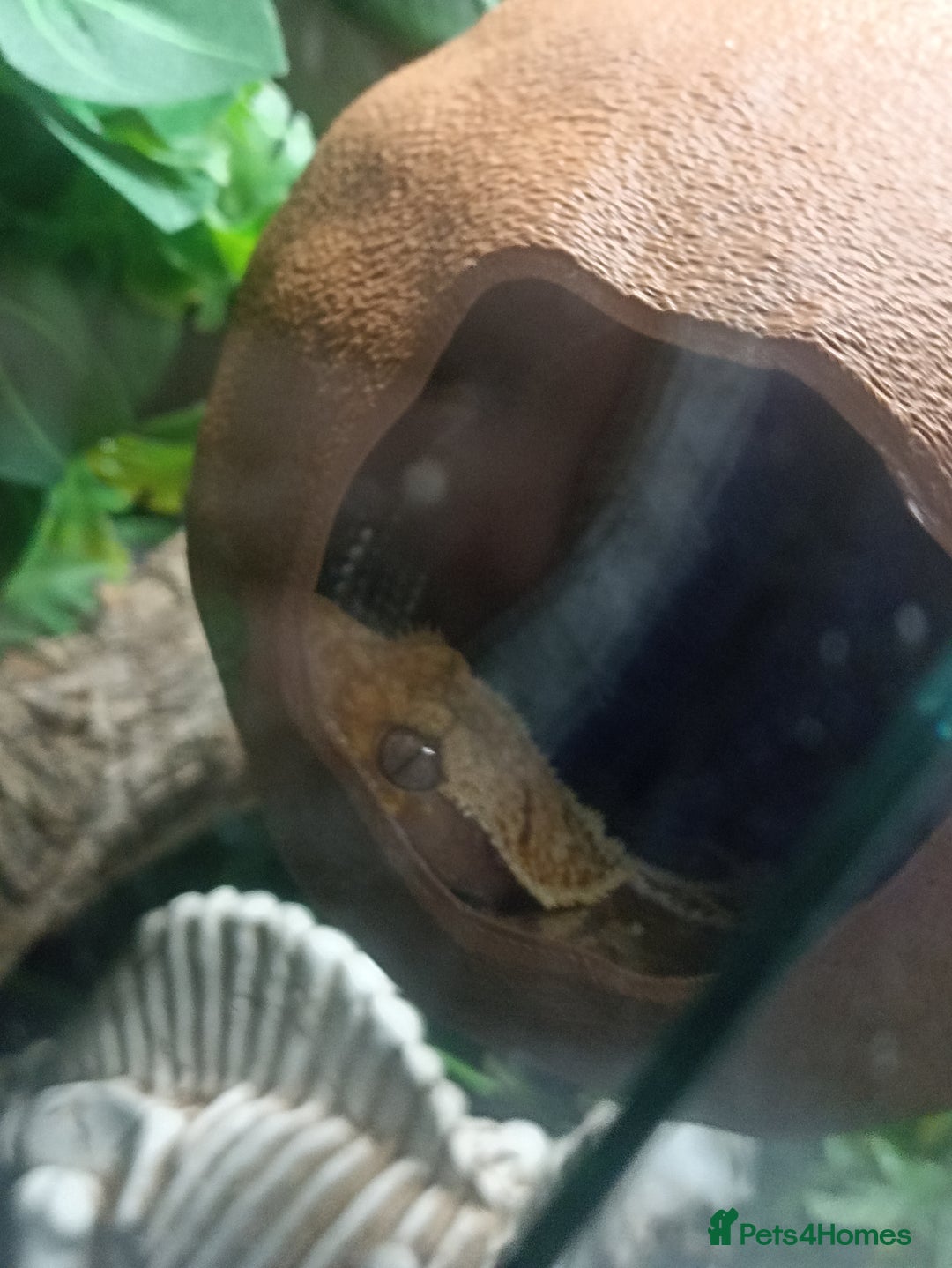Gecko reptiles for sale: Part pinstripe harlequin female with full setup - Image 5