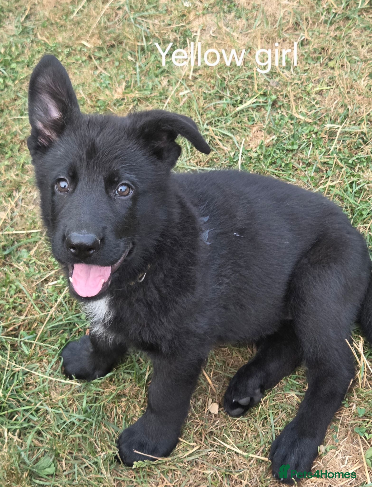 German Shepherd dogs German Shepherd Puppies - Advert 5