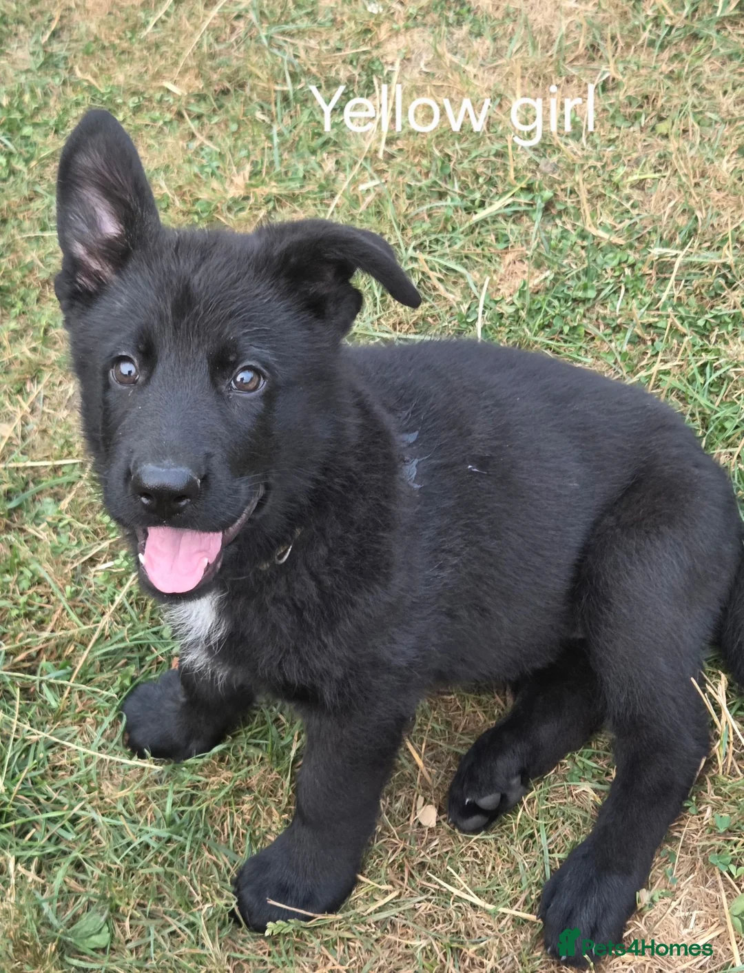 German Shepherd dogs for sale: German Shepherd Puppies - Advert 1