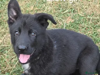 German Shepherd dogs German Shepherd Puppies - Advert 5