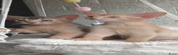 Abyssinian cats for sale: Beautiful Abyssinian Kittens  - Advert 9