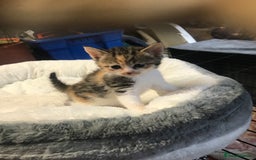 Persian cats for sale: 8 British short hair x Persian kittens  - Image 13
