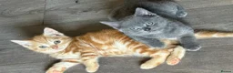 British Shorthair cats for sale: British shorthair kittens  - Advert 1