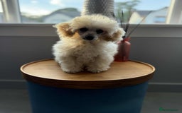 Toy Poodle dogs for sale:  KC Registered Toy Poodle stunning little boy💙 - Image 7