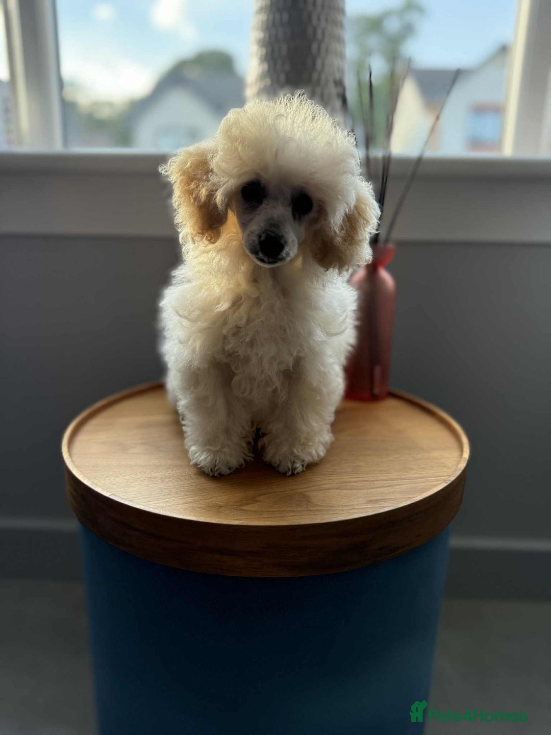 Toy Poodle dogs for sale:  KC Registered Toy Poodle stunning little boy💙 - Image 7