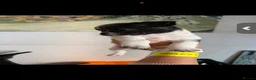 Chihuahua dogs for sale: Beautiful tiny chihuahua’s - Advert 16