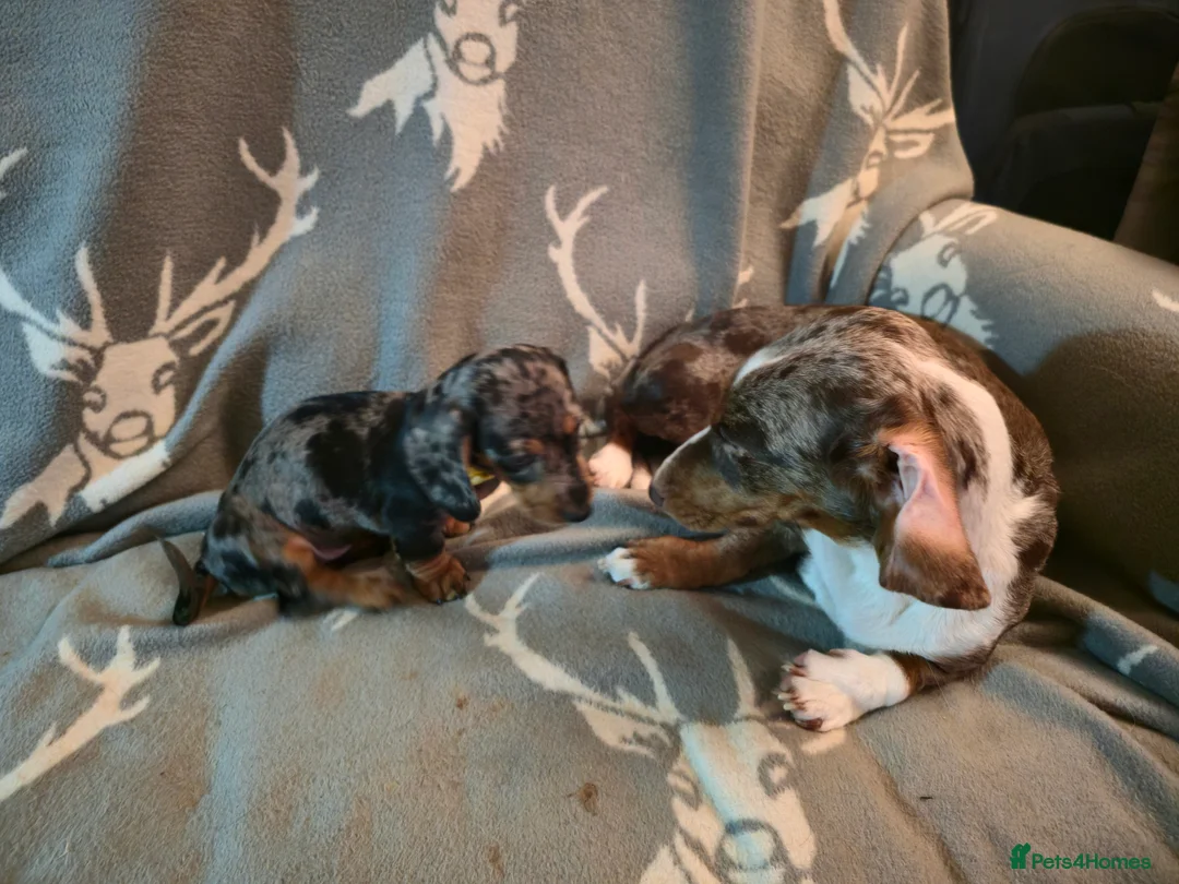 Miniature Dachshund dogs for sale: Adorable Mini Dachshund pups,KC Reg, DNA Tested in Poole - Advert 11