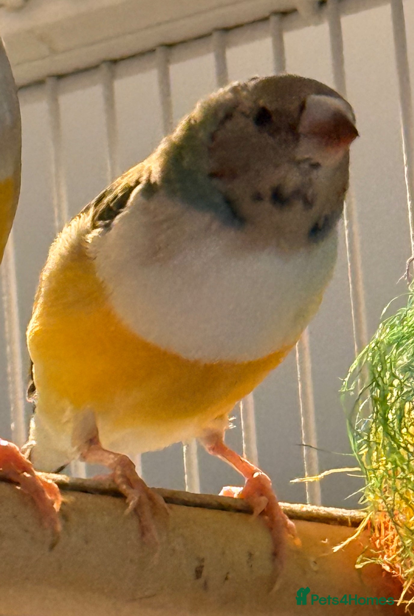 Finches birds Young Gouildian finches red heads 5 months old  - Advert 4